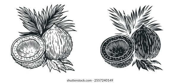 Coconut with leaf in hand draw style isolated on clean background. Monochrome cartoon vector illustration.