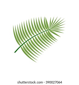 Coconut  Leaf Icon on the white background. Vector illustration