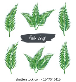 Hojas de coco - ilustración vectorial de hoja de palma