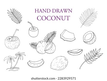 Coconut and leaf set, outline icon vector illustration. Hand drawn whole coconut and cut into slices.
