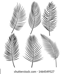 coconut leaf silhouette or Set of palm leaves. Black silhouette of tropical plants. vector