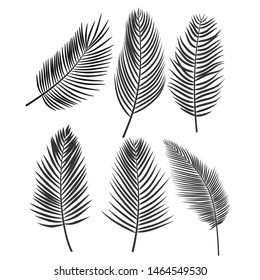 coconut leaf silhouette or Set of palm leaves. Black silhouette of tropical plants. vector