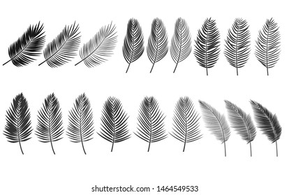 coconut leaf silhouette or Set of palm leaves. Black silhouette of tropical plants. vector