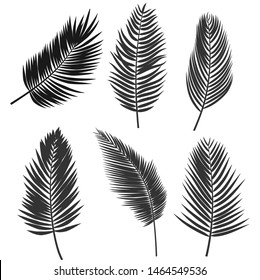 coconut leaf silhouette or Set of palm leaves. Black silhouette of tropical plants. vector