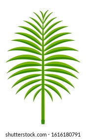 coconut leaf simple isolated on white background, illustration of coconut leaves, palm stalk lush, leaf coconut green fresh