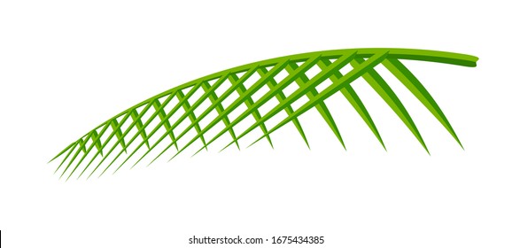 coconut leaf simple isolated on white background, illustration of coconut leaves, palm stalk lush, leaf coconut green fresh, vector