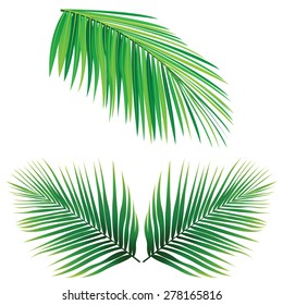 83,191 Coconut Leaf Stock Vectors, Images & Vector Art | Shutterstock