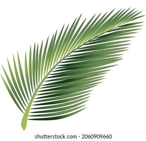Coconut leaf vector on white background