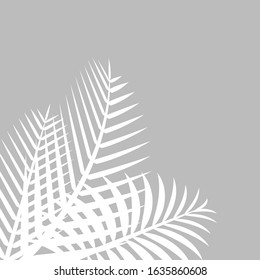 coconut leaf white on grey wall for background, palm tree leaves white shadow, floral leaves shadow white on grey, illustration nature foliage white shadow pattern on gray wall, copy space for banner