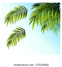 coconut leafs isolated graphic