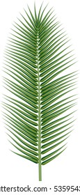 Coconut leave vector design for easy to make your own illustrator brushes.