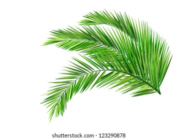 Coconut Leaves