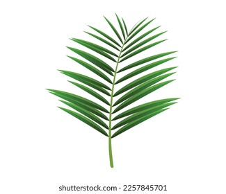 Coconut leaves beautiful markings in white.