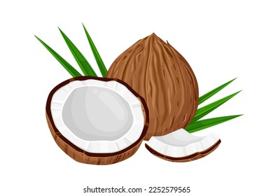 Coconut and leaves isolated on white background. Vector illustration cartoon  isolated on white.