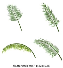 Coconut leaves on white background