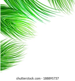 coconut leaves on white background vector