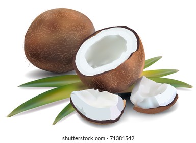 Coconut with leaves on a white background; vector