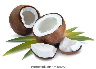 Coconut with leaves on a white background; vector