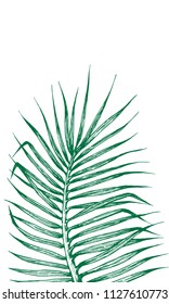 coconut leaves on white background,hand draw