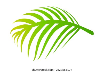 coconut leaves, coconut palm leaf, coconut branch, vector