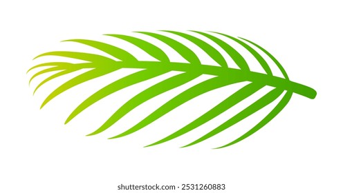 coconut leaves, coconut palm leaf, coconut branch, vector