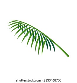 coconut leaves, coconut palm leaf graphic simple