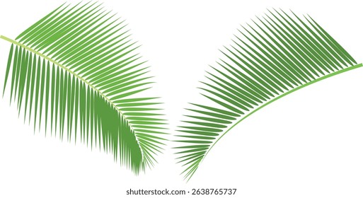 Coconut Leaves vector for banner, poster etc Design. Palm leaves vector illustration.