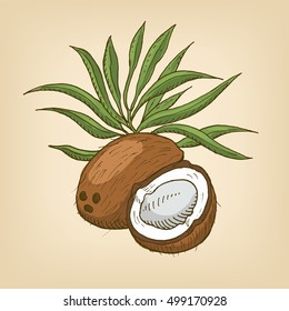 Coconut with leaves. Vector illustration. Hand drawn illustration.