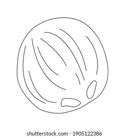 Coconut line art illustration. White isolated vector stock illustration (EPS10). 