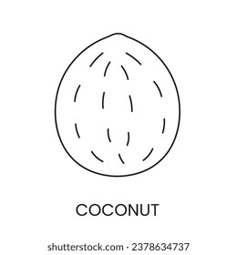 Coconut line icon in vector, nut illustration