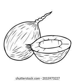 coconut line vector illustration,isolated on white background,top view