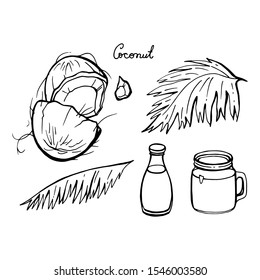 Coconut milk. Vector hand drawn illustration on white background.