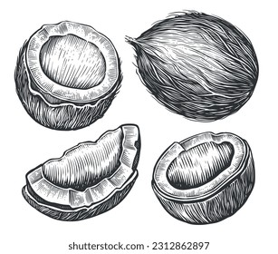 Coconut nut set. Hand drawn sketch vector tropical food vector illustration. Vintage style