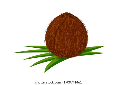 coconut on leaf green, coconut brown fruit isolated on white, illustration coconut for clip art and icon, vector