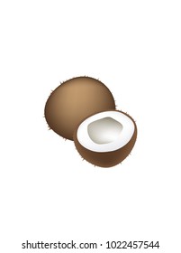Coconut on white background