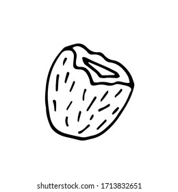 Coconut on white background.  Doodle vector illustration. Exotic food.