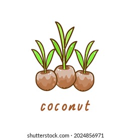 Coconut on White Background Vector
