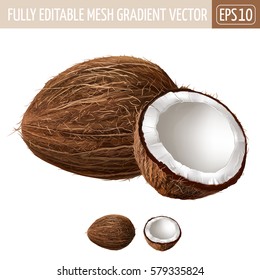 Coconut On White Background. Vector Illustration