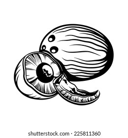 coconut outline engraving vector illustration