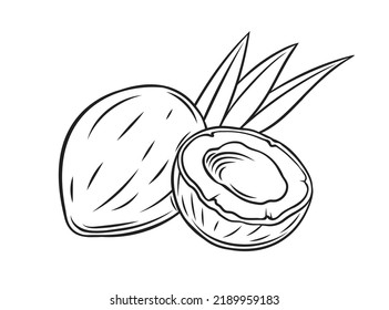 Coconut outline icon vector illustration. Hand drawn black line whole coco fruit and cut in half with palm tree leaf silhouettes, simple sketch of organic healthy nuts from summer tropical beach