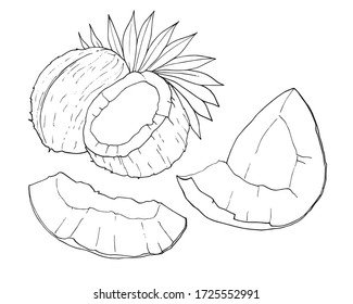 Coconut outline isolated on white background, hand drawn vector illustration. Set of whole, half, piece of coconut and coconut leaf