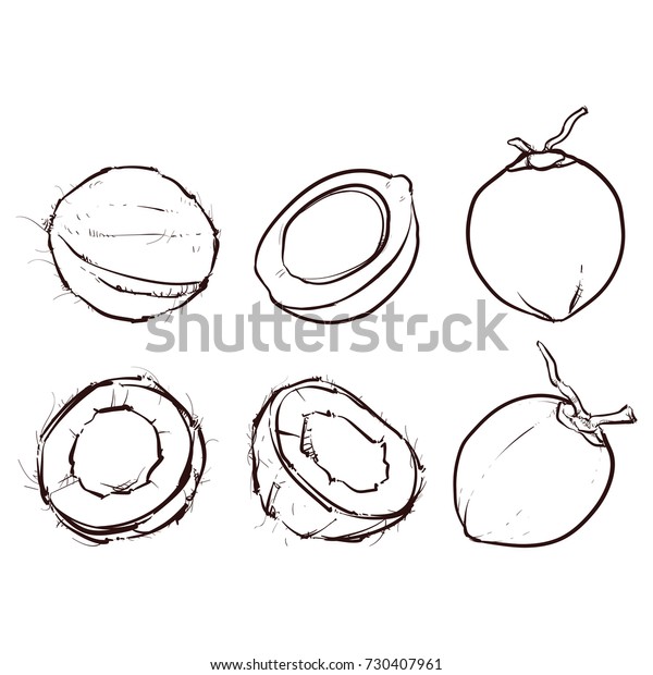 coconut outline isolated on white background stock vector royalty free 730407961 https www shutterstock com image vector coconut outline isolated on white background 730407961