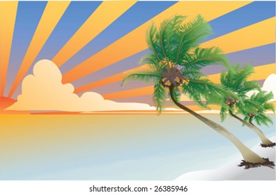 Coconut palm