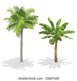 Coconut palm and banana tree isolated on white. Vector illustration.