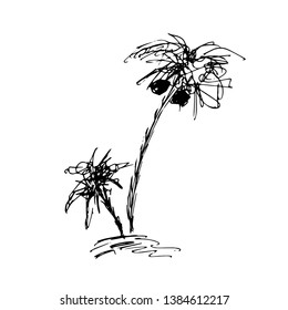 Coconut palm with coconuts. Vector illustration.