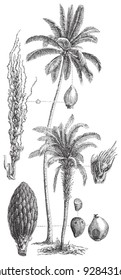 Coconut palm (Cocos nucifera) and Oil palm (Elaeis guineensis) / vintage illustration from Meyers Konversations-Lexikon 1897