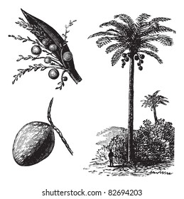 Coconut or Coconut Palm or Cocos nucifera, vintage engraving. Old engraved illustration of a Coconut tree showing flowers and fruit. Trousset encyclopedia (1886 - 1891).