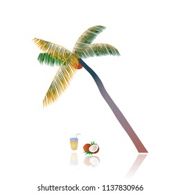 Coconut palm isolated on white