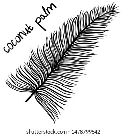 Coconut palm leaf. Black plant isolated on white. Flat design. Vector EPS10