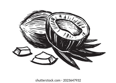 Coconut with palm leaf, hand drawn style on white background